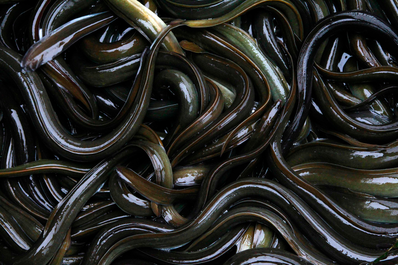 Illustration for article titled Keep Oppo Eel